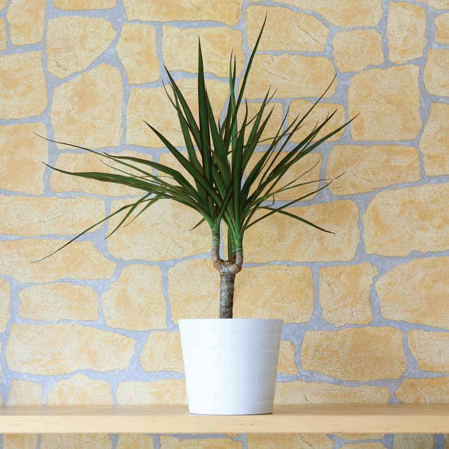 Dracena oczyszcza powietrze z toksyn wydzielanych przez farby i rozpuszczalniki. Oczyszczjąca powietrze dracena